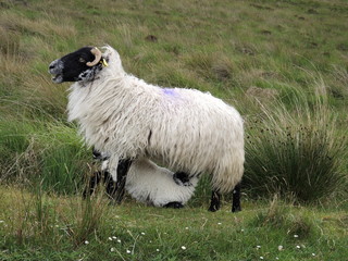 Mouton irlandais tétée