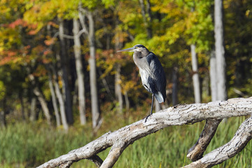 Heron in Conservation Area