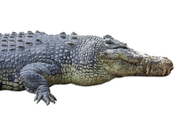 Selbstklebende Fototapete Krokodil Wildlife Krokodil isoliert auf weiss 1