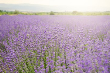 Obraz premium Lavender