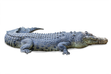 Wildlife crocodile isolated on white