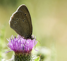 Brauner Waldvogel (Aphantopus hyperantus) auf Distelblüte