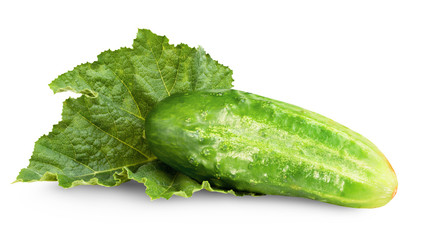 fresh cucumber