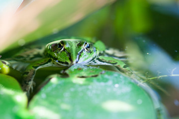 Green frog in a pond