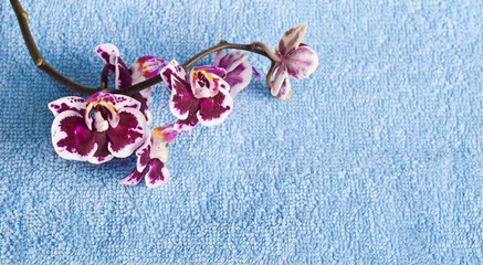 Рink orchid on blue background
