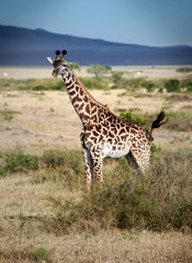 Girafe Masaï jeune mâle