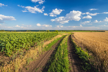 Fototapeta na wymiar Summer Landscape with Wheat Field