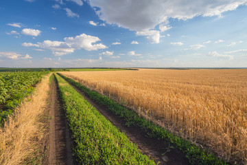Fototapeta premium Summer Landscape with Wheat Field