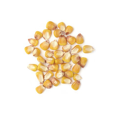 Corn Seeds