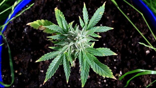 Marijuana plant closeup footage