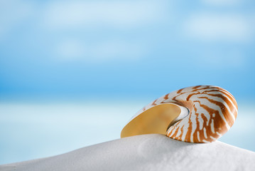 nautilus shell on white beach sand, against sea waves,