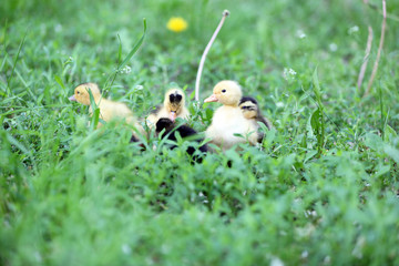 Little cute ducklings on green grass, outdoors