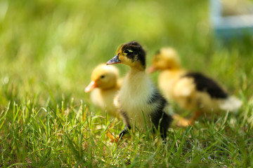 Little cute ducklings on green grass, outdoors