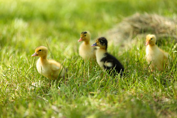 Little cute ducklings on green grass, outdoors