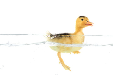 Floating little cute duckling isolated on white