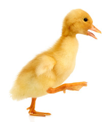 Little cute duckling isolated on white