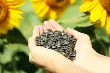 Poster de jardin Tournesol Hands holding sunflower seeds in field