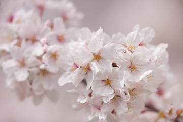 桜の花