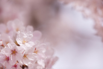 桜の花