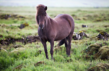 Obraz premium Icelandic Horse