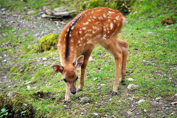 Bambi schnuppert am Boden