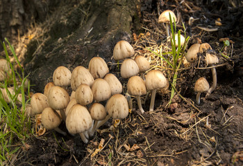 Group of mushrooms by a tree.