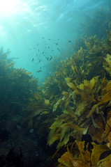 Naklejka na ściany i meble Shallow water kelp forest lit by sunrays