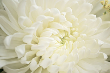 Close - up of White Chrysanthemum flower