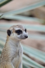 suricate