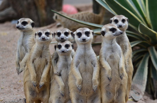Fototapeta suricate family