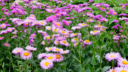 Obraz premium Daisies in park