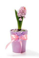 Hyacinth