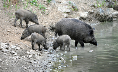 view of a herd of wild pigs at Lake