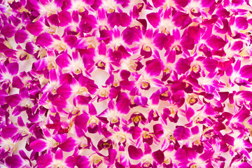 Pink orchid flower background