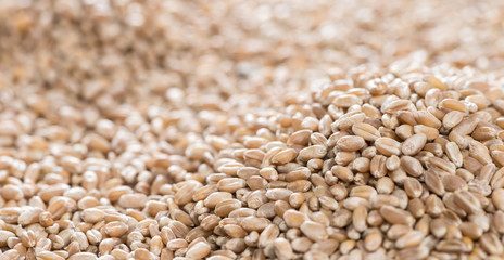 Wheat Grains Background