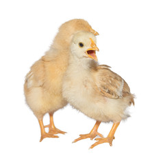 Fototapeta premium chicken