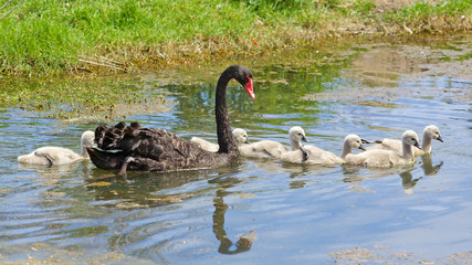 Black Swan with Cygnets