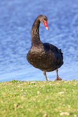 Black Swan