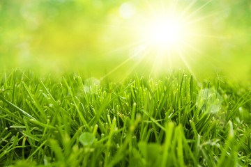 Fototapeta premium freshness grass field with sunlight