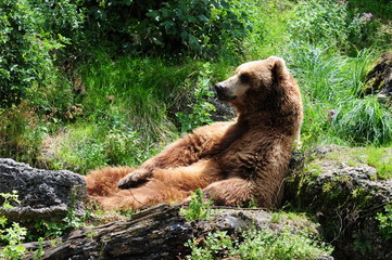 Braunbär - Ursus arctos