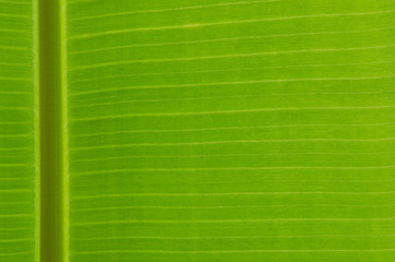 Banana leaf with rim light