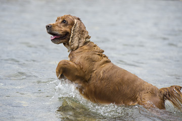 Happy Dog English cocker spaniel while running to you