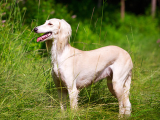 Obraz na płótnie Canvas Persian Greyhound dog