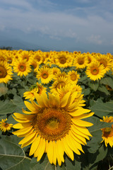 Obraz premium 高原のヒマワリ畑