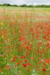 Fototapeta premium czerwone maki wśród łąki