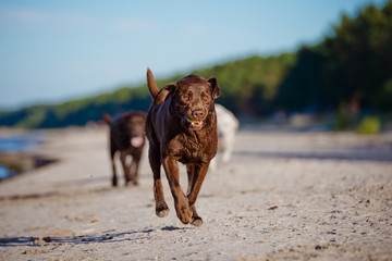 chocolate labrador dog outdoors