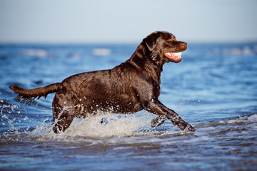 brown labrador retriever dog at the sea