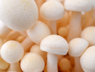 Snow-white mushrooms A background