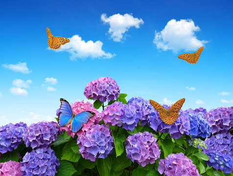 hydrangea with butterflies on blue sky