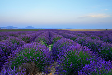 Obraz premium Lavender field